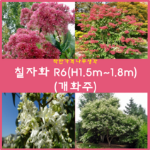 착한가격나무생각 칠자화 R4~5(H1.5m~1.8m)(개화주) 1주