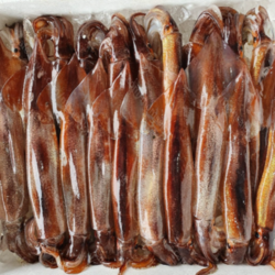 서해안 활오징어 국내산 산지직송 당일조업 생물, 1박스, 오징어 1kg
