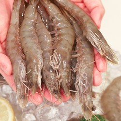 프리미엄 청정 흰다리새우 20미, 2개, 500g