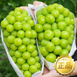 [재구매 1위] 프리미엄 포도 고당도 샤인머스캣, 1박스, 1kg