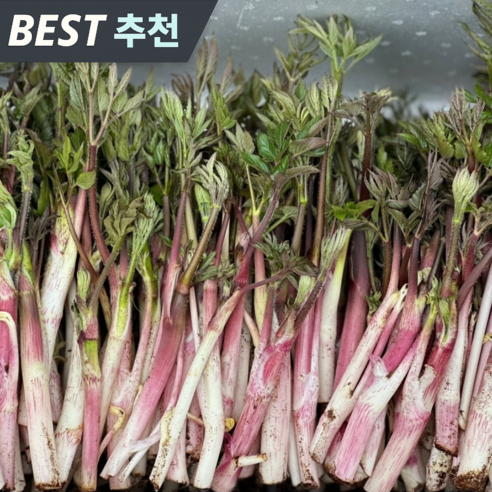 [하루20박스] 산지경매 당일선별 봄향폭발 땅두릅