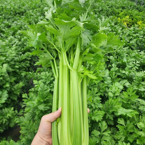 [제니네 제철과일] 산지직송 아삭한 국산 샐러리 제철채소