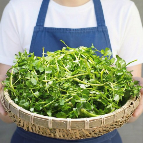 [하루100개한정] 더좋은 미나리 국내산 최고품질, 2kg, 1개
