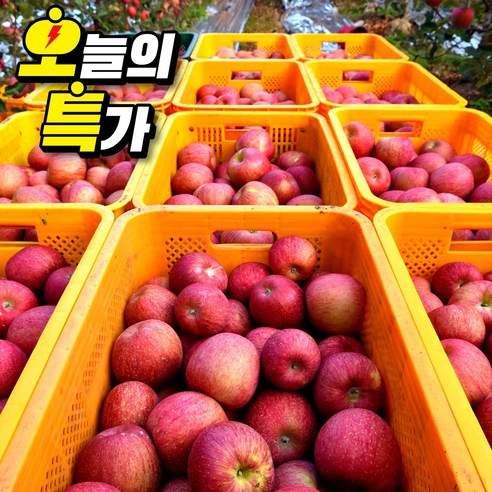 [타임특가] 사과 꿀당도선별 가정용 청송 부사사과
