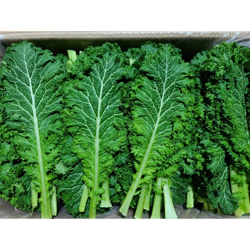 쌈채소 겨자 청겨자 200g