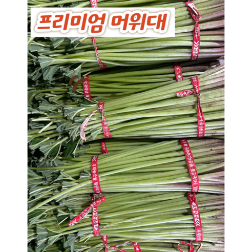 머구대 자연산 노지 머위대 머위 줄기 머웃대 싱싱이네