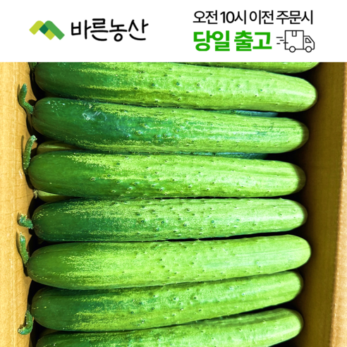 < 바른농산 > 백오이 다다기오이 오이지용 오이(특품) 1박스, 1박스, 20개