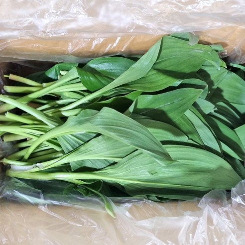 클릭마켓 국내산 명이나물 산나물, 1개, 500g