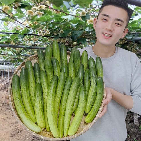 오이 백다다기 오이지용 소박이용