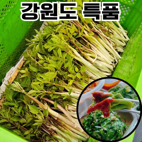 [한정수량] 국산 두릅 강원도 땅두릅