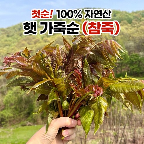 [최저가도전] 자연산 햇 가죽순(참죽), 1개, 1kg