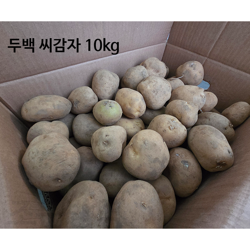강원농산 씨감자 두백 10kg 보급종 감자씨, 1박스, 10kg