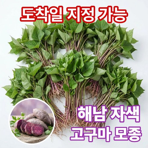 더맛곳간 국내산 해남 자색고구마 모종 고구마순 종근 종순 종자 자색고구마