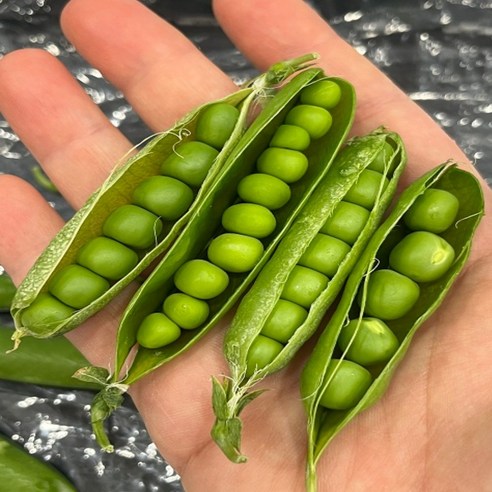 노씨고집 국내산 정품 하우스 햇 완두콩, 1개, 1kg