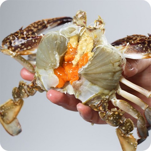 연안 제철 꽃게 봄 알배기 암꽃게 활꽃게 햇꽃게, 1박스, 1kg 활 대 암꽃게(2-4미내외)