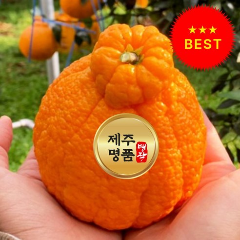 [재구매1등] 초특가 고당도 제주 한라봉, 1박스, (고당도)-제주 한라봉 10kg