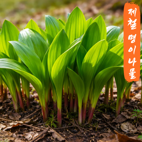 [지금봄제철특가] 울릉도종 강원도 생 명이나물 산마늘 잎명이 짱아찌 쌈채소 산지직송 당일수확, 1개, 9kg