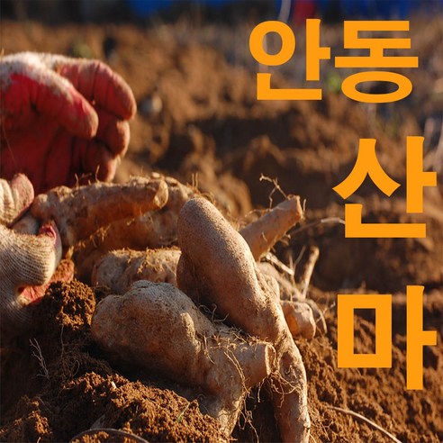 안동마 마 산약 산마 선물용, 1박스, 2kg 산마(중상즙용 )