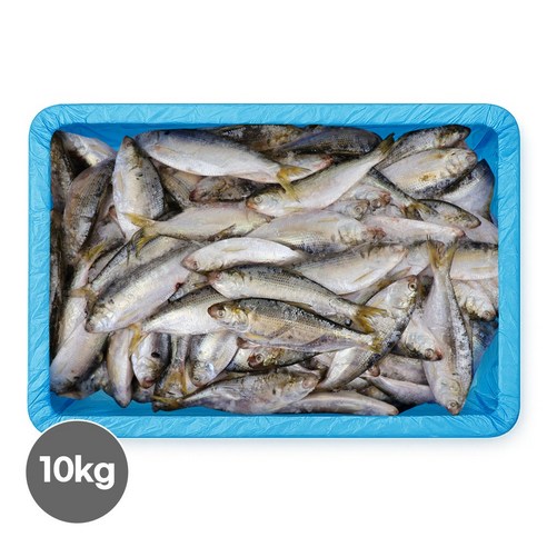 국내산 제철 전어 10kg 가을 전어회 급냉 활전어 횟감선도 구이용 세꼬시