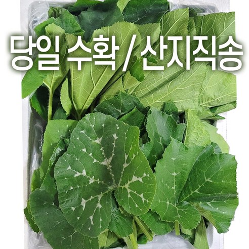 산지직송 호박잎 500g 국내산 당일수확 쌈채소