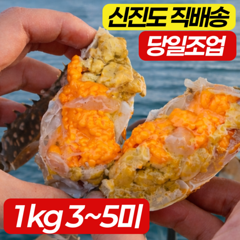[당일조업] 산지직송 신진도 활 암꽃게 알배기 생물