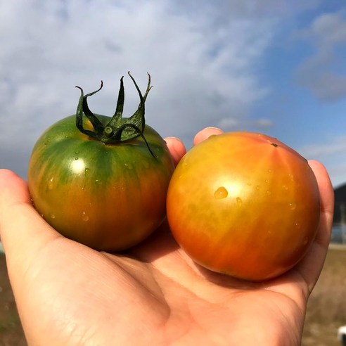 [10시 이전 당일출고] 부산 대저동 대저 토마토 2.5kg, 1박스, 대저 토마토 2.5kg(소과)