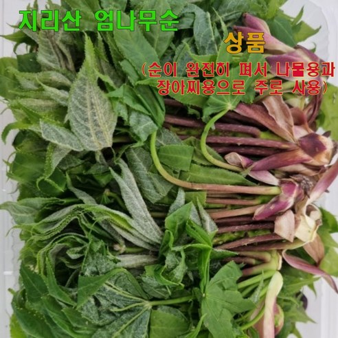 십이계절 지리산 엄나무순 개두릅 음나무순 상품