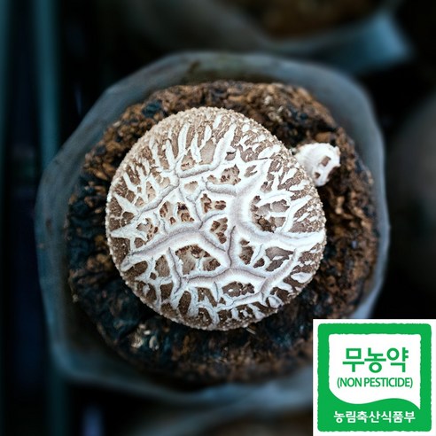 무농약 표고버섯 1kg 선물 산지직송 생표고 국산 가정용 육수용 하진이네 버섯뜰에