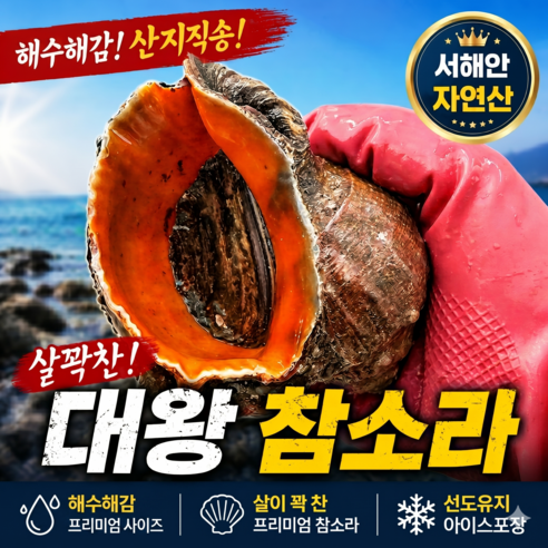 [산지직송] 참소라 격포 서해안 자연산 해감소라 생물, 1박스, 소 1kg