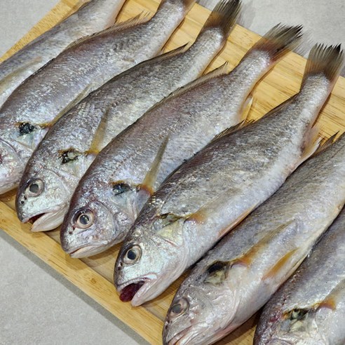 제주 생물 백조기 2kg(10~16미 내외)