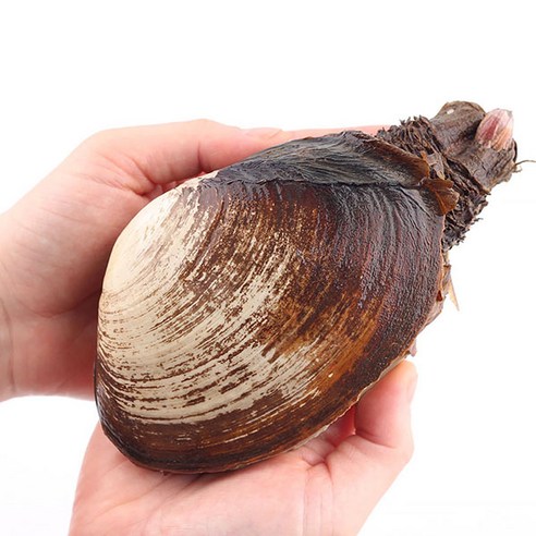 숨비해물 거제도 왕우럭조개1kg(2~4미내외)