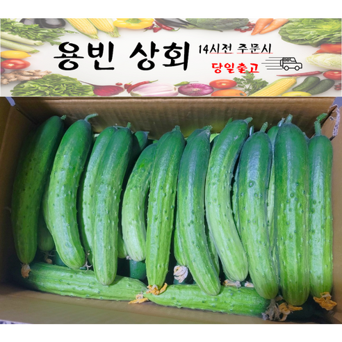 ( 용빈 상회 ) 국내산 백오이 백다다기 다다기오이 못난이오이 (상)등급 9kg~10kg