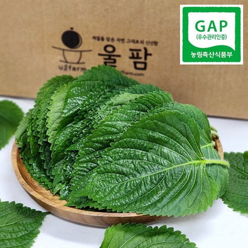 국내산 울팜 GAP 깻잎 찹찹이깻잎 쌈채소, 1개, 300g