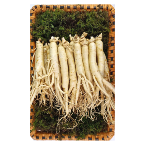 풍기 인삼 6년근 신선한  수삼 250g 7~10편 무료 세척 무료 배송 삼영인삼사