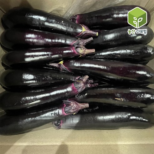 가지 상 5kg, 1개, 5kg