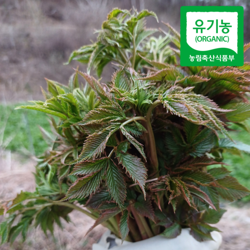 유기농 생 눈개승마 나물 2kg 고랭지 프리미엄 삼나물 승마초 강원내면(운두령) 4월15일부터 순차 발송