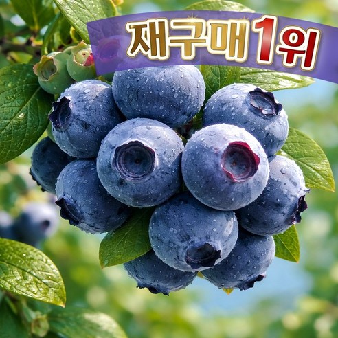 [프리미엄] 국내산 생 블루베리 특대과 고당도 당일수확