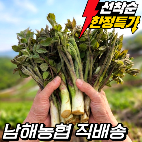 특품 제철 땅두릅 산지직송 당일 수확 신선배송 봄나물