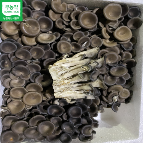 무농약 꽃느타리버섯 산지직송, 1박스, 1KG