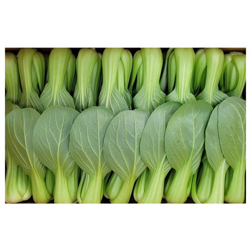 야채왕 싱싱한 청경채 중량별 200g/500g/1kg/2kg/4kg, 1개