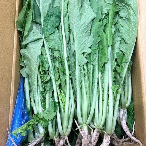 국내산 열무 4kg