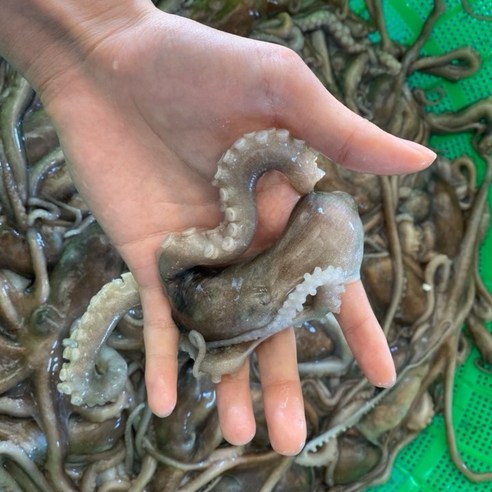 산낙지 총알 산소포장 살아서가는 산낙지 쫄깃 통통 보양식 고흥 뻘낙지, 3개, 중대 (150g 내외)