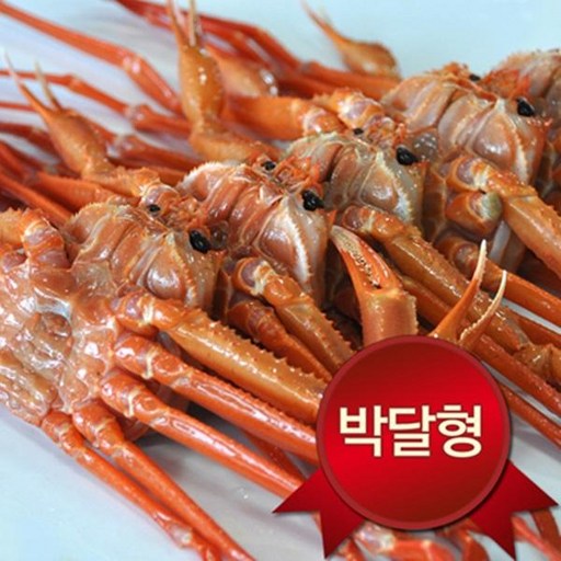 노가네 영덕 박달홍게(대)3미(마리당400g내외수율80~90%), 단품