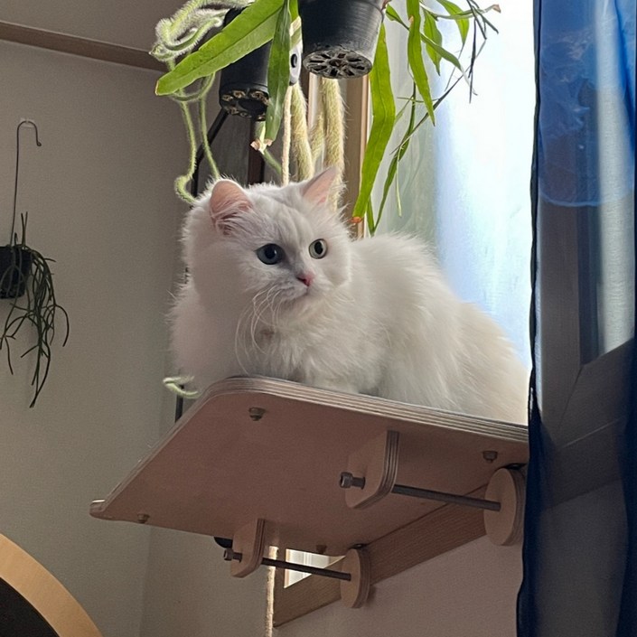 캣돌 고양이 캣타워 창문 창틀 선반 윈도우 해먹, 1개