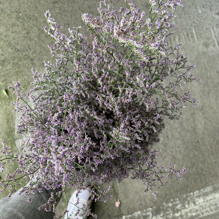 [사직생화] 환타지아 소재 생화 한단.