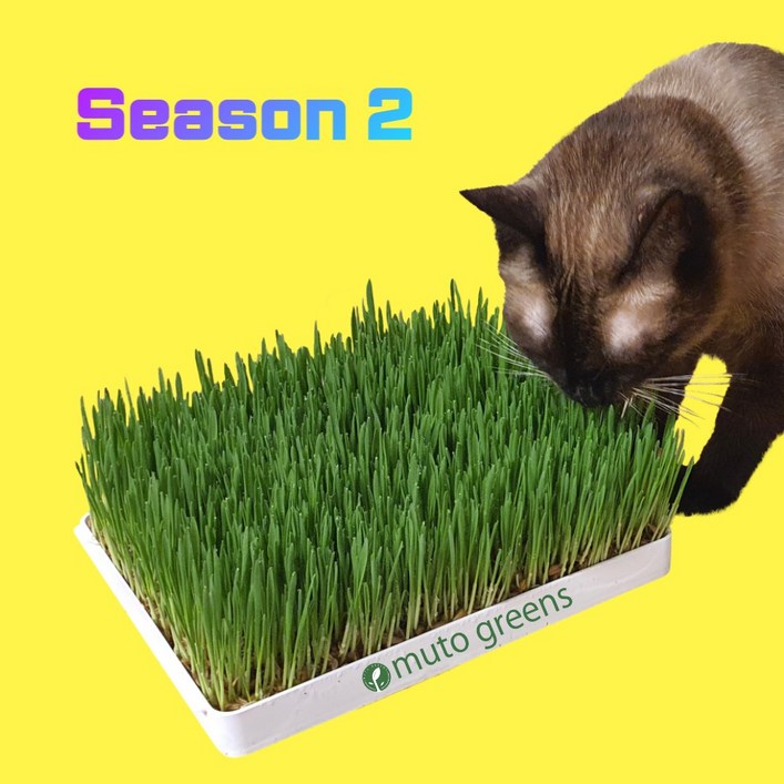[시즌2] 뮤토 점보 캣그라스 생화 (대용량) 고양이 풀 강아지 풀 도그그라스, 귀리 - 투데이밈