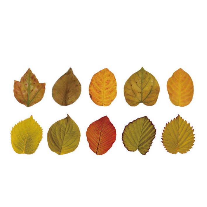 미즈코스 낙엽 점착 스티커 가을 단풍 나뭇잎 다꾸 다이어리 꾸미기