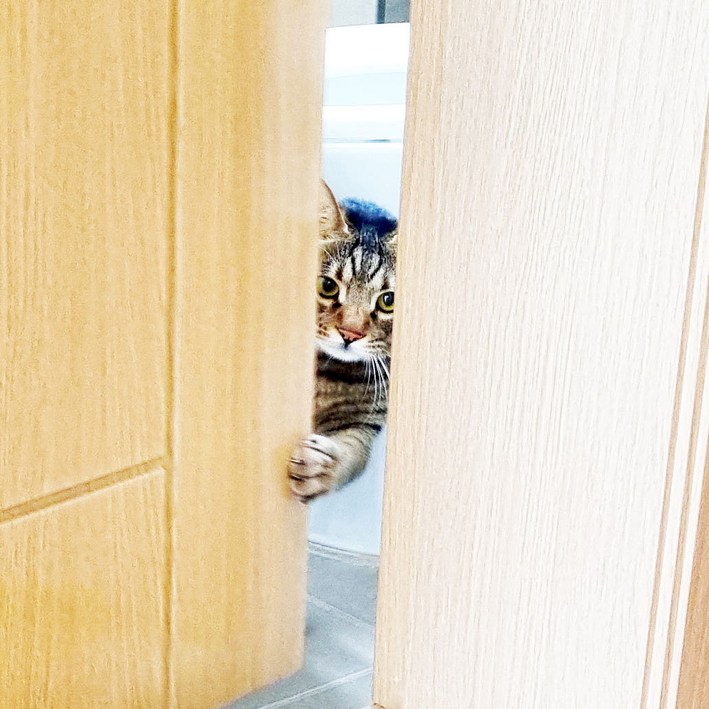 방문 펫도어 [고양이 자동문] 반려동물 스스로 여닫는 신개념 캣도어 강아지 고양이 여닫이문
