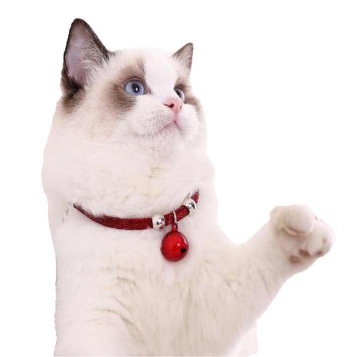 예보들 고양이 목걸이