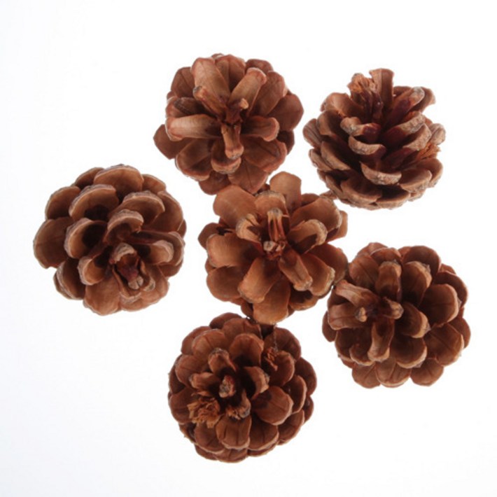 천연나무 솔방울br10개